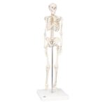 Human skeleton mini 80 cm 3B
