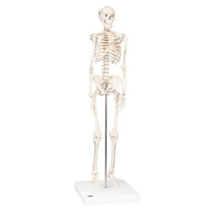 Human skeleton mini 80 cm 3B