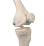 Human skeleton mini 80 cm 3B