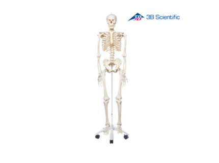 Human skeleton wheeled 3B - A10