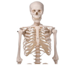 Human skeleton wheeled 3B - A10