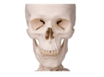 Human skeleton wheeled 3B - A10