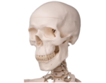 Human skeleton wheeled 3B - A10