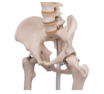 Human skeleton wheeled 3B - A10