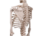 Human skeleton wheeled 3B - A10