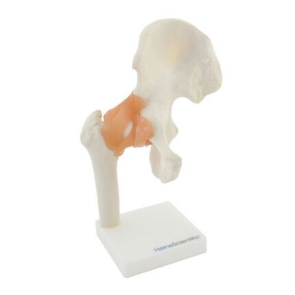 Hip joint model with ligaments 130491
