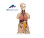 Human body model 3B 90cm with 12-parts