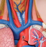 Human body model 3B 90cm with 12-parts