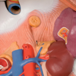 Human body model 3B 90cm with 12-parts