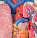 Human body model 3B 90cm with 12-parts