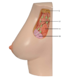 3B Scientific Female Breast Model