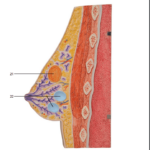 3B Scientific Female Breast Model