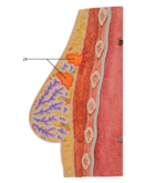 3B Scientific Female Breast Model