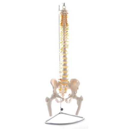 Spinal column model with pelvis and femoral heads 130496