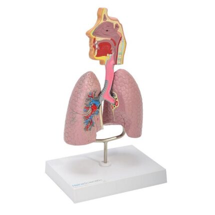 csm_139064_HeineScientific_Modell_der_Atemwege_2_809b39309a-1