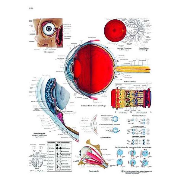 Eye anatomy map
