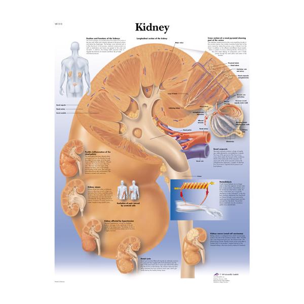 Kidney anatomy map