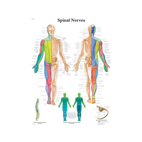 Spinal Nerve Anatomy Map