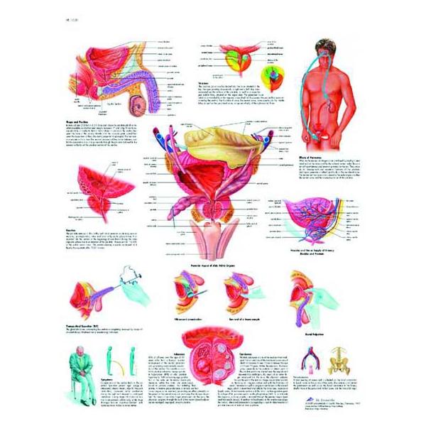 Prostate anatomy map