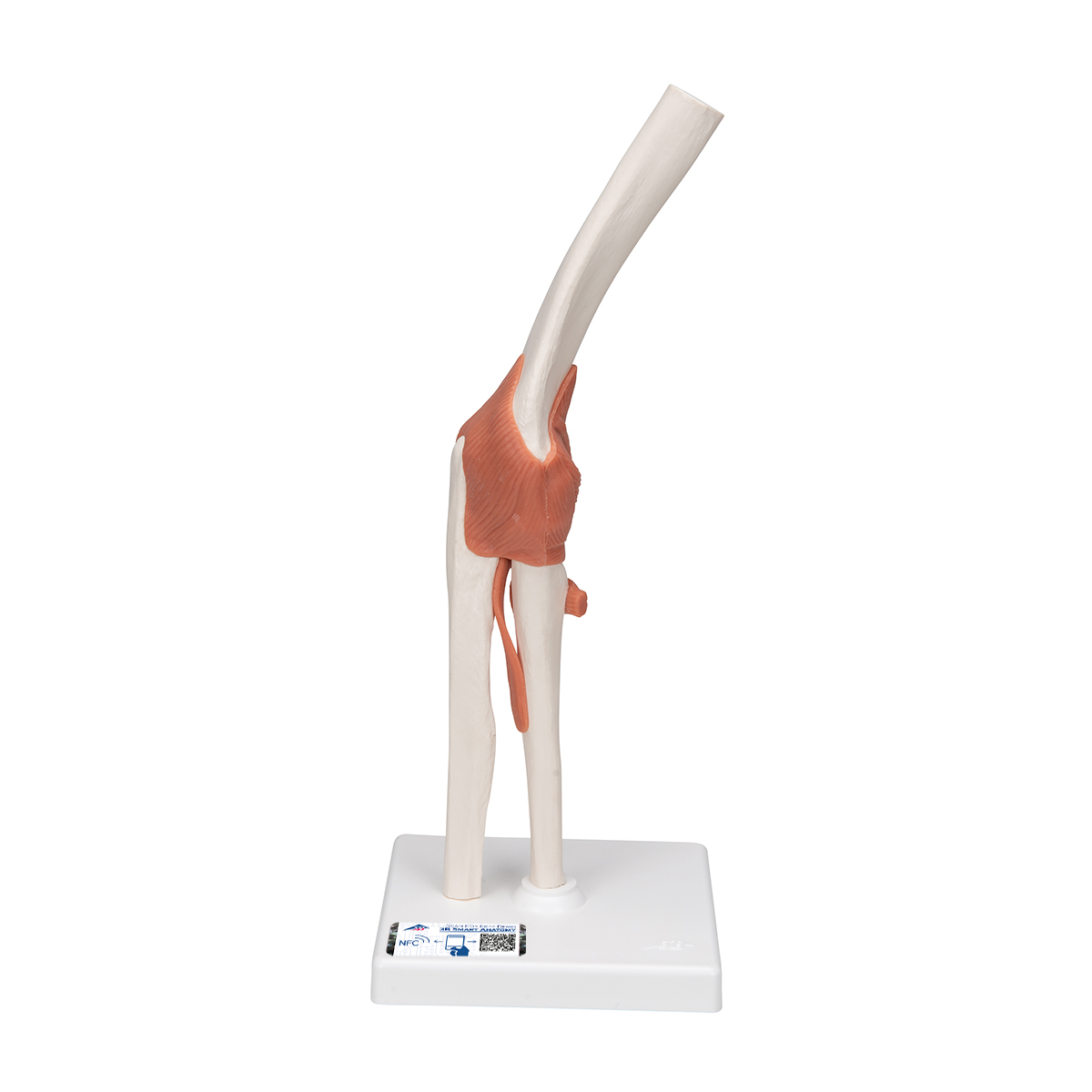 Elbow joint model with ligaments 1000165