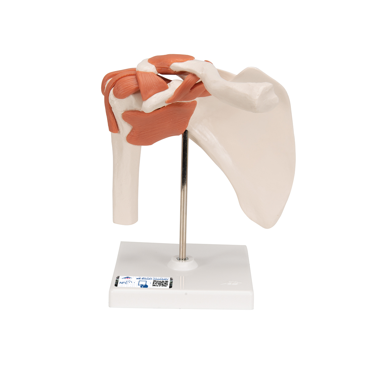 Shoulder joint model 1000159